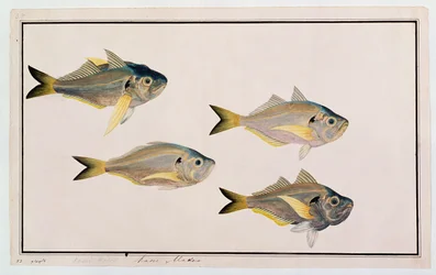 Kasee Madoo, aus Zeichnungen von Fischen aus Malakka, ca. 1805-18